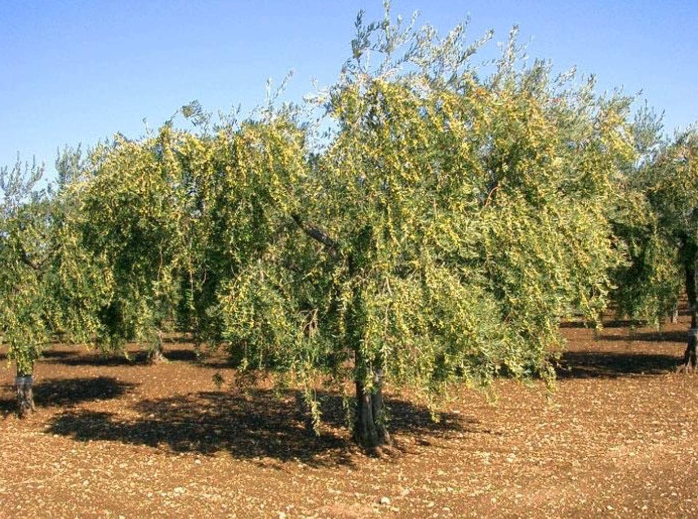 Sine Qua Non estate