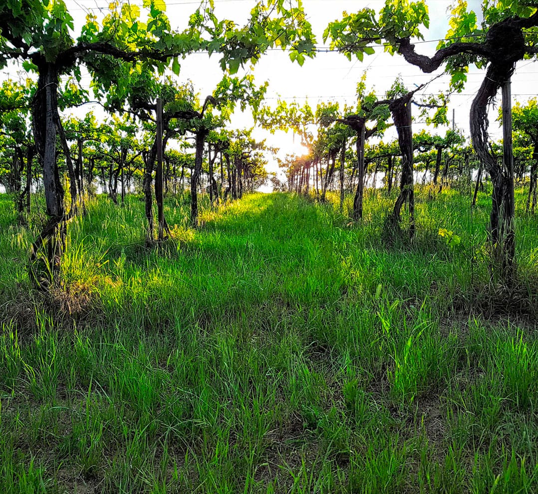 The vineyard · Torano Nuovo